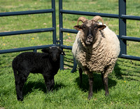 11 April Sheep