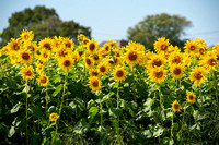 1 Oct Sunflowers